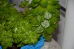 20190101 plantes a identifier 019 R.JPG