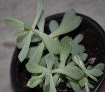 20190101 plantes a identifier 028 R.JPG