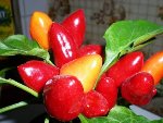 Photos 206.jpg