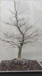 zelkova bonsaï-0.JPG
