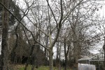 zelkova serrata-1.JPG