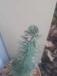 PIN.jpg