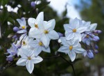 s. jasminoïde.jpg