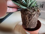 Haworthia 3.jpg