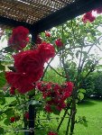 Assignation flowers 034.jpg