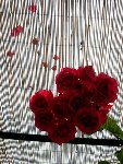 Assignation flowers 039-1.jpg