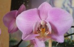 phal refloraison.JPG