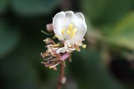 Lonicera fragrantissima.JPG