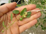 plante 5 qu.JPG