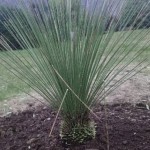 Plante exterieur