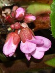 Bergenia ciliata 2.JPG