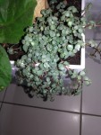 pilea 11.jpg