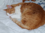 le chat !!!! novembre 2008 003.jpg