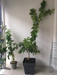 le citronnier de botanic
