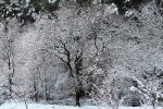 Z-Quercus 0803.jpg