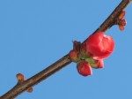 Chaenomeles speciosa, Cognassier splendide 3.JPG