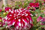 DSC_0017.jpg