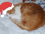 minou retouché.jpg