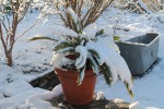Avachi sous le poids de la neige 30 janv. 2019
