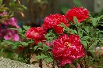 peony.JPG