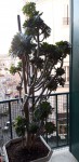 AEONIUM2.jpg
