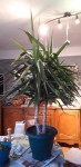 YUCCA.jpg