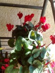 IMG_20190221_124233.jpg