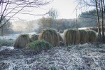 IMG_2466.jpg