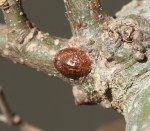 Pulvinaria sp (2-2019).JPG