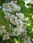 catalpa fleur.JPG