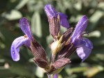 Sauge officinale 2.JPG