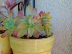 IMG_20190225_091516.jpg