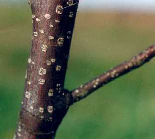 lenticelles.jpg