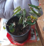 Plante 1