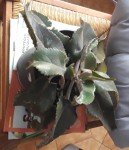 Plante 2