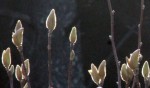 M. soulangeana boutons floraux 2.JPG