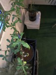 IMG_3742.jpeg