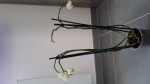 Orchidee4.jpg