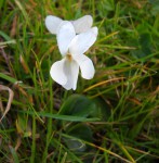 Viola blanche (2).JPG