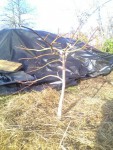 rps20190306_014155_551.jpg