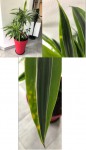 PLANTE 1.jpg