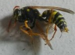 guepe ou abeille.jpg