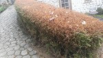 Lonicera 2r.jpg
