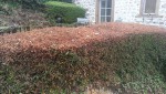 Lonicera 3r.jpg