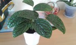 Marble-pothos-ou-scindapsus-ou-epipremnum-1-ConvertImage.jpg