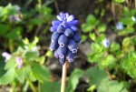 Muscari.JPG