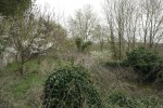 Arbres piscine (1).JPG