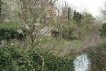 Arbres piscine (2).JPG