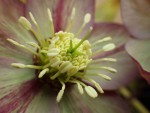 IMGP7966 Hellebore_001.JPG