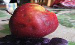 Pomme malade.jpg